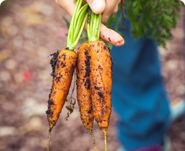 Servicios agrícolas en Ciudad Real